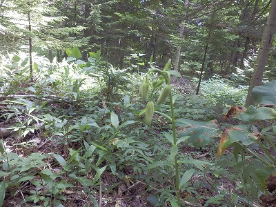 e0004756_21151374.jpg