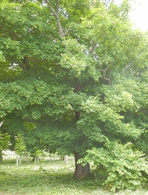 e0004756_21322355.jpg