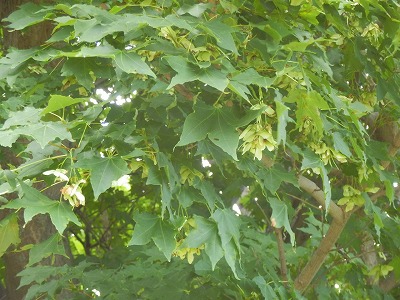 e0004756_21325589.jpg