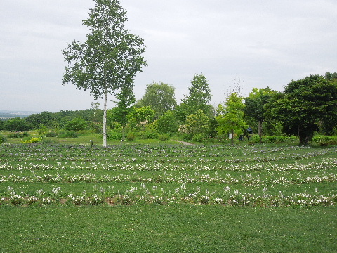e0088260_11505075.jpg