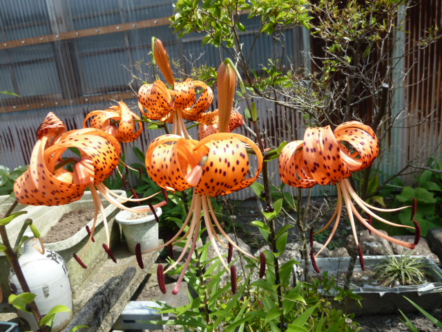 e0278968_23412250.jpg
