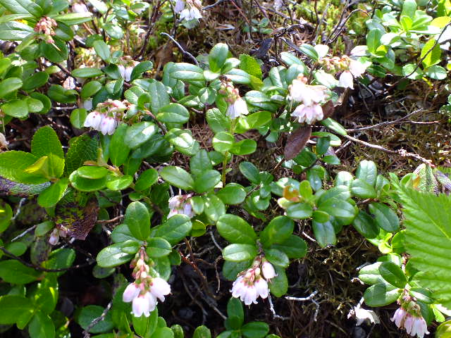 e0145782_16402088.jpg