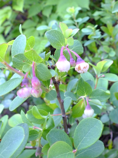 e0145782_16423292.jpg
