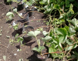 c0151898_2005835.jpg