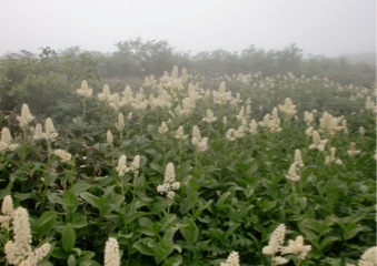 c0151898_20264066.jpg
