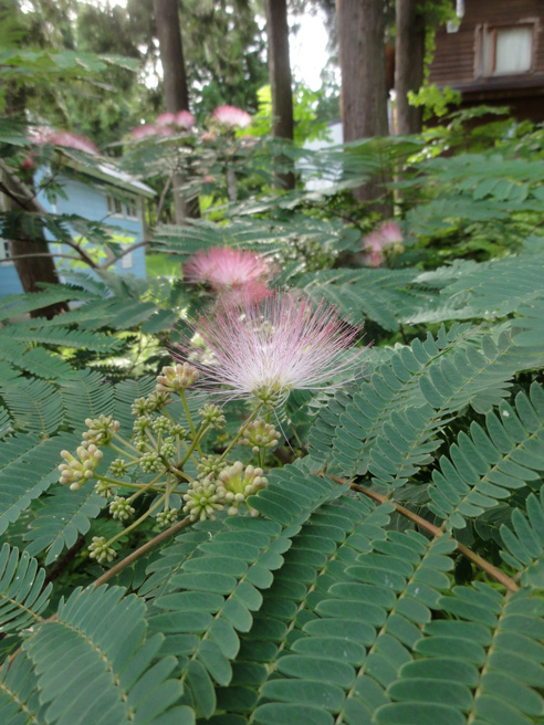 a0061599_7443539.jpg