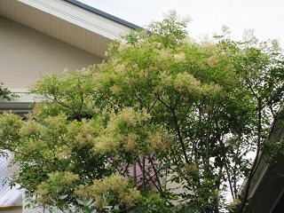 c0152002_1928505.jpg