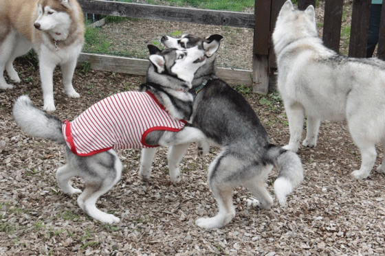 b0207615_23123392.gif