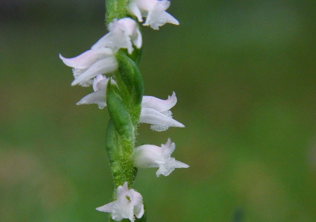 f0214527_1013335.jpg