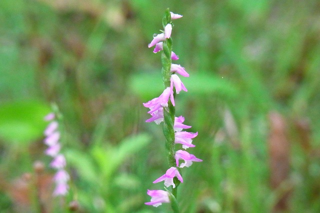 f0214527_102738.jpg