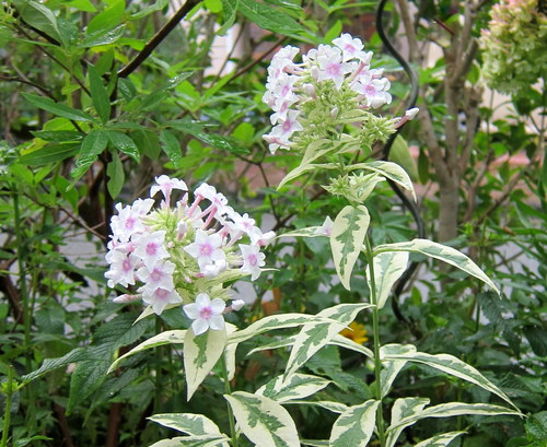 b0178339_8572349.jpg