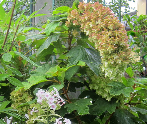 b0178339_928120.jpg