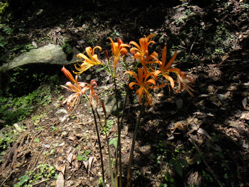 c0179351_22463890.jpg