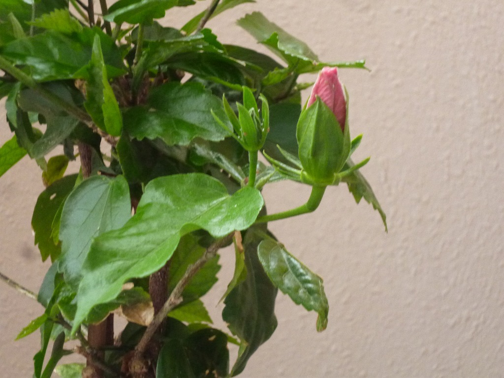 a0193457_16444493.jpg