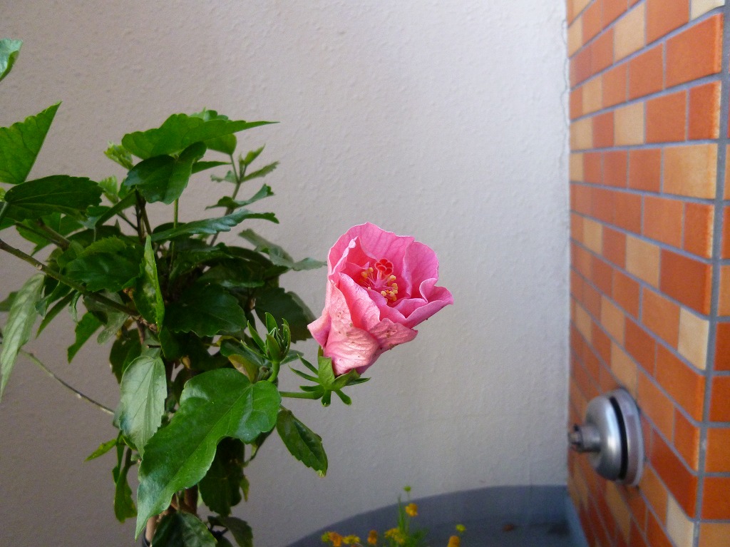 a0193457_16451537.jpg