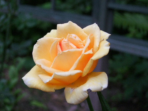 e0088260_11464012.jpg