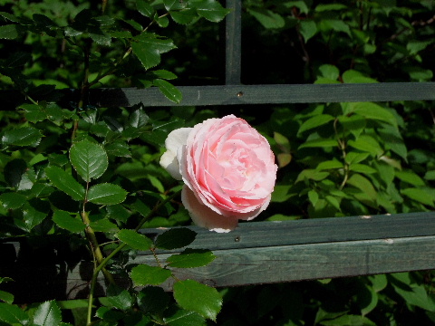 e0088260_11475251.jpg