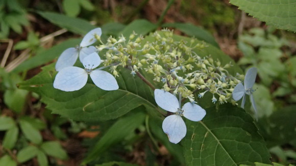 e0024081_21581086.jpg