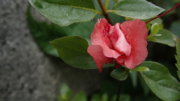 e0024081_2222341.jpg