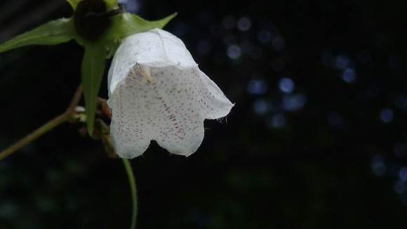 e0024081_2251455.jpg