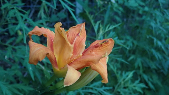 e0024081_2254287.jpg