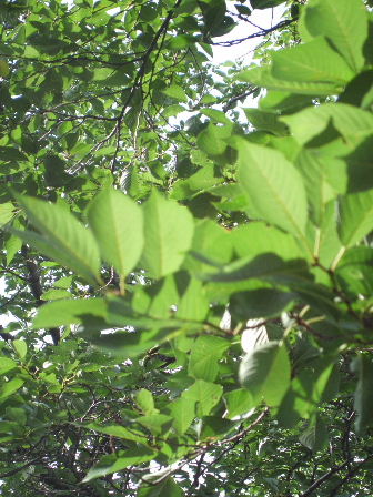 f0039281_1142506.jpg
