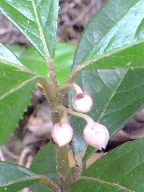 e0145782_17214679.jpg