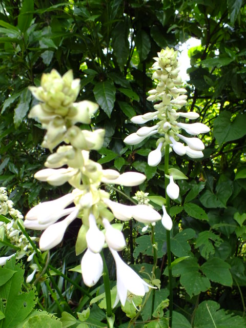 e0145782_17223915.jpg