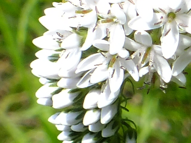 e0145782_17243495.jpg