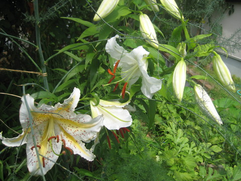 f0201297_10292542.jpg