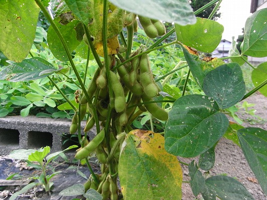 f0187402_20224851.jpg