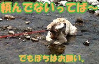 にほんブログ村 犬ブログ アメリカンコッカースパニエルへ