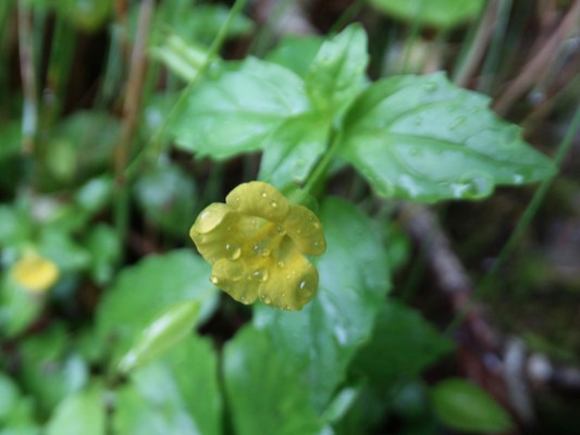 c0042418_7443937.jpg