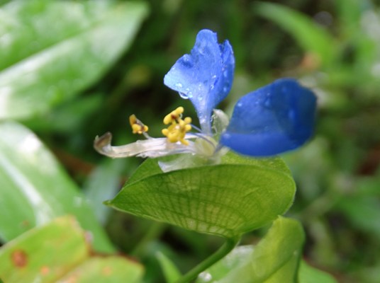 c0042418_7465996.jpg