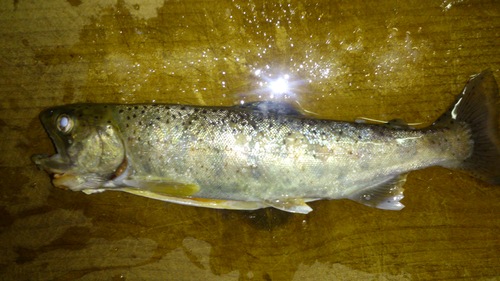 c0300035_9294582.jpg