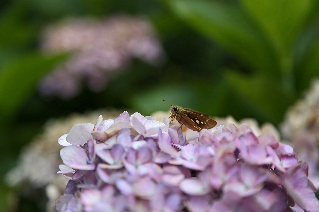 a0242438_2010981.jpg