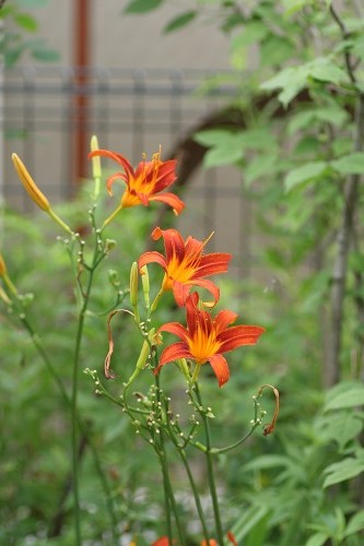 c0186463_17264921.jpg
