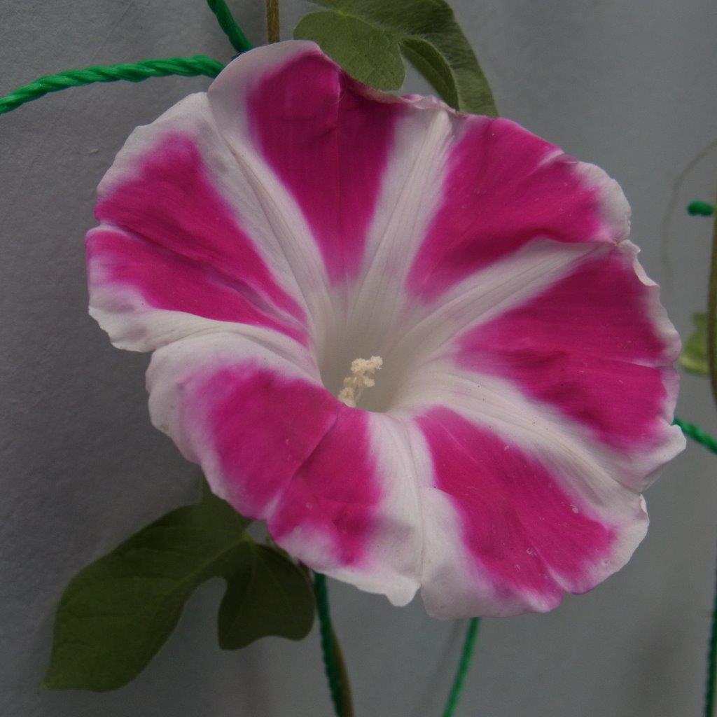 a0123465_034345.jpg