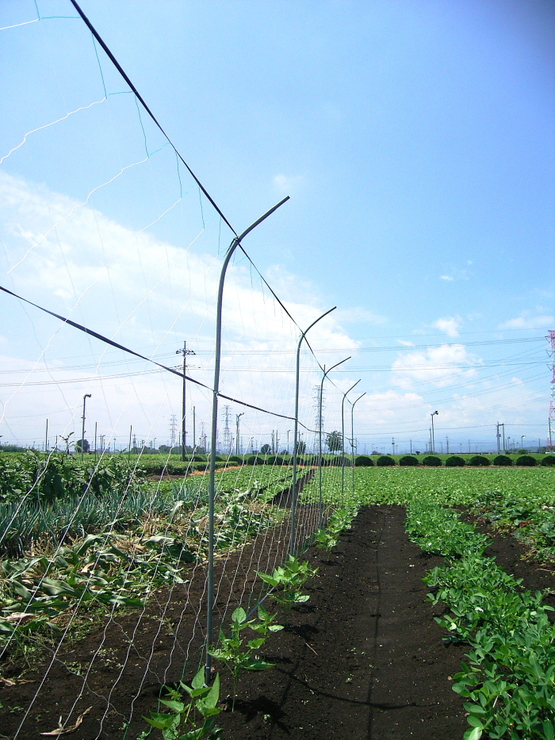 d0225575_1216924.jpg
