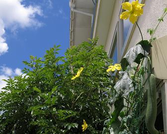 e0130185_1250347.jpg