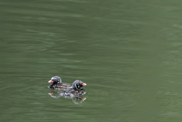 e0248688_185871.gif