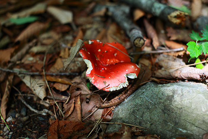 a0148606_12441411.jpg