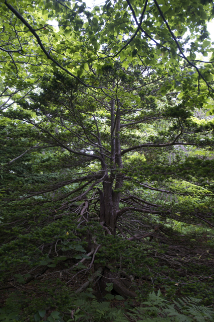 c0153411_23412513.jpg