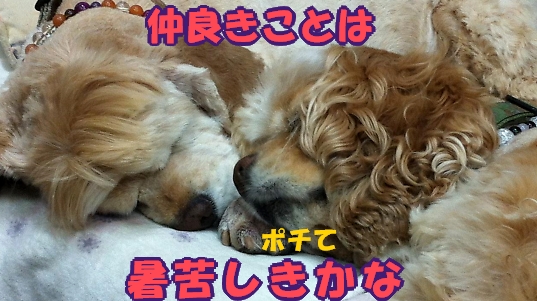 にほんブログ村 犬ブログ アメリカンコッカースパニエルへ