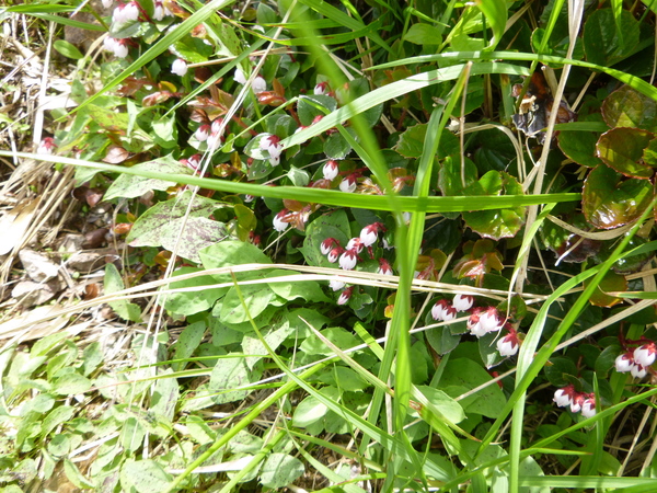 d0170615_11362517.jpg