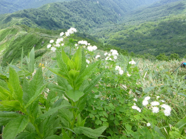 d0170615_1137290.jpg