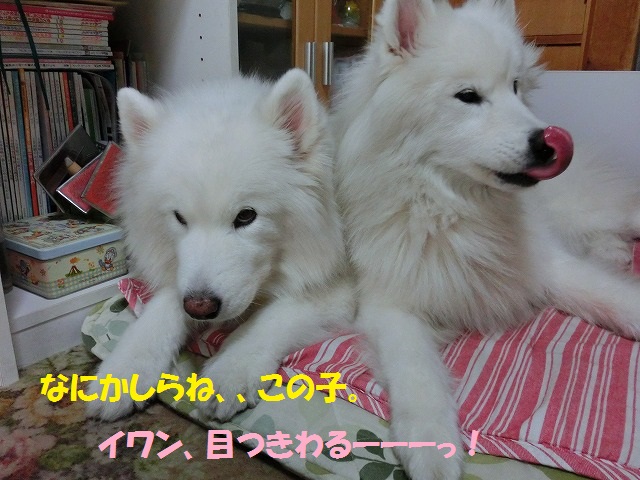 e0196135_2371180.jpg