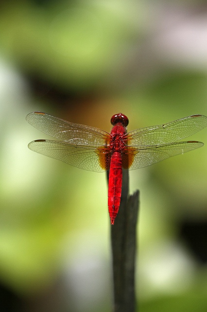 a0242438_19391472.jpg