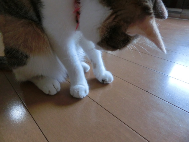 c0194042_11335540.jpg