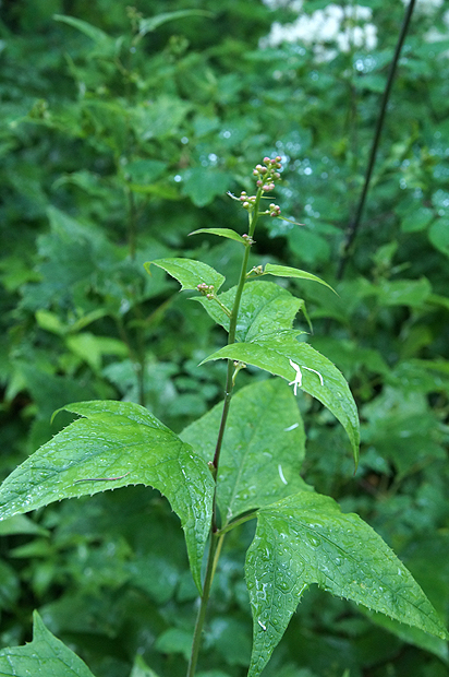 f0214649_10294191.jpg